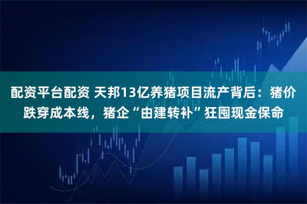配资平台配资 天邦13亿养猪项目流产背后：猪价跌穿成本线，猪企“由建转补”狂囤现金保命